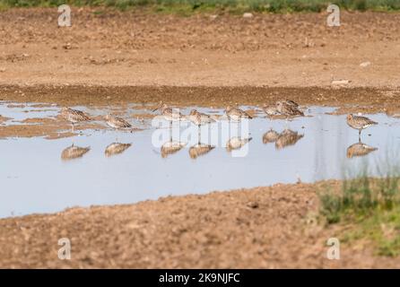 Curlee (Numenius aerquata) in piedi in una piscina Foto Stock