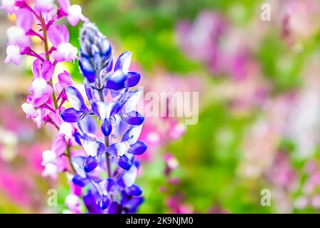 Macro primo piano di colorati fiori di lupino rosa viola blu a Kyoto, Giappone, con bokeh di sfondo verde foglie fogliame in giardino Foto Stock