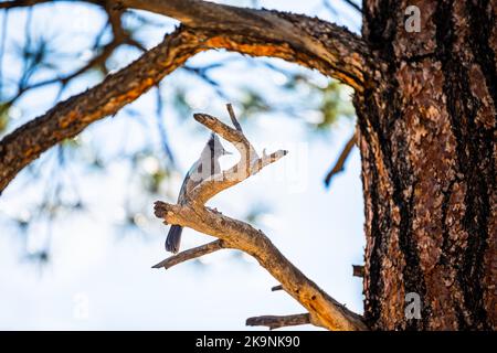 Primo piano dell'uccello blu di Jay di Steller arroccato su un pino nella foresta del parco nazionale del canyon di Bryce nello Utah in estate Foto Stock
