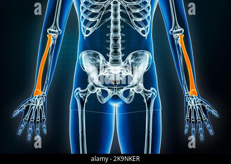 Vista anteriore o anteriore radiografica radiale o ossea. Osteologia dello scheletro umano, delle ossa del braccio o dell'avambraccio 3D che rende illustrazione. Anatomia, medicina, Foto Stock