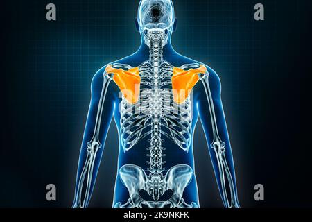 Vista posteriore a raggi X delle scapole o delle scapole. Osteologia dello scheletro umano 3D che rende l'illustrazione. Anatomia, medicina, scienza, biologia, h Foto Stock