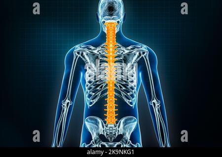 Vista posteriore radiologica colonna vertebrale o vertebrale. Osteologia dello scheletro umano, ossa posteriori 3D che rendono illustrazione. Anatomia, medicina, scienza, biol Foto Stock