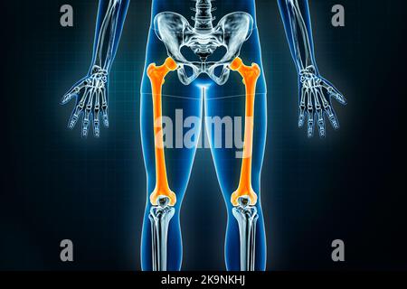 Vista anteriore o anteriore radiografica del femore o dell'osso della coscia. Osteologia dello scheletro umano, delle ossa delle gambe o degli arti inferiori 3D che rende illustrazione. Anatomia, medicina Foto Stock