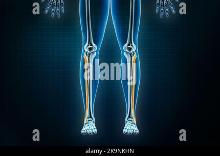 Vista anteriore o anteriore a raggi X dell'osso della fibula. Osteologia dello scheletro umano, delle ossa delle gambe o degli arti inferiori 3D che rende illustrazione. Anatomia, medico, scienc Foto Stock