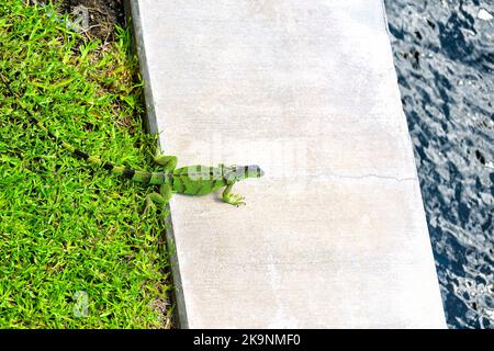 Closeup di iguana verde specie invasive a Hollywood a Miami, Florida su prato verde erba dal canale intercostiero acqua in estate Foto Stock