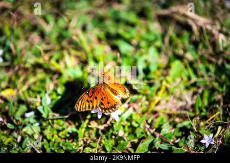 Macro primo piano di un grande insetto farfalla fritta spangolato su fiore rosa in campagna Virginia Foto Stock