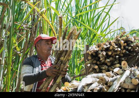 contadino colombiano che carica il suo mulo con canna da zucchero per portarlo al zuccherificio. uomo bruno che lavora nel mezzo di un campo di canna da zucchero nel forte mi Foto Stock