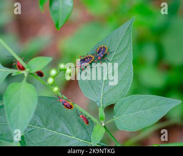 Thasus neocalifornicus (gigante Mesquite Bug) in un ambiente naturale. Foto Stock