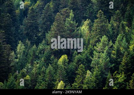 Pini verdi. Primo piano paesaggio da alcuni alberi in montagna. Background per il concetto di ecologia, prendersi cura del pianeta e il pensiero verde. Foto Stock