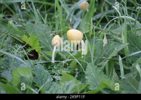 Giallo campo-Cap funghi, uno dei quali pende il suo capo Foto Stock