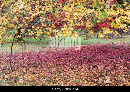 Autunno colori autunnali in Westonbirt National Arboretum in Gloucestershire, Regno Unito Foto Stock