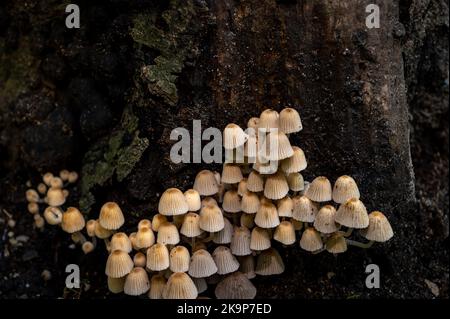 Coprinellus dissematus. Coprianetto fata. Troping crumble cappellino funghi sul tronco d'albero in natura. Foto Stock