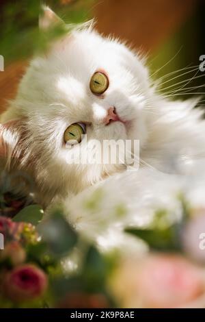 Gatto persiano che giace tra i fiori estivi Foto Stock