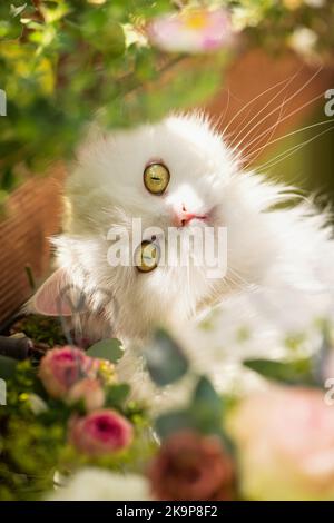 Gatto persiano che giace tra i fiori estivi Foto Stock