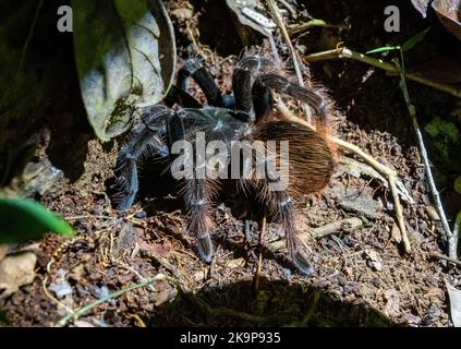 Un grande salmone brasiliano rosa uccello-mangiando tarantola (Lasiodora parahybana) nella foresta tropicale di Amazzonia. Manaus, Amazonas, Brasile Foto Stock