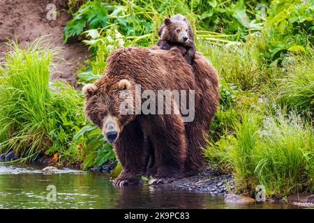 Orso bruno femmina (scrofa); Ursus arctos middendorffi; cucciolo che trasporta piggyback attraverso il fiume; lago Frazer; Kodiak Island National Wildlife Refuge, Alaska Foto Stock