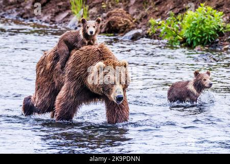 Orso bruno femmina (scrofa); Ursus arctos middendorffi; cucciolo che trasporta piggyback attraverso il fiume; lago Frazer; Kodiak Island National Wildlife Refuge, Alaska Foto Stock