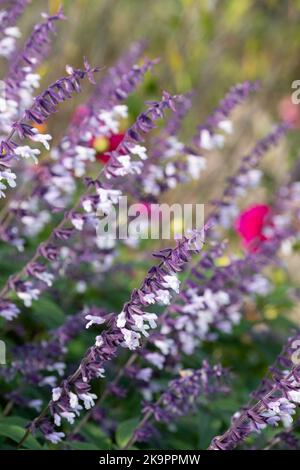 Coloratissimi fiori porpora e bianchi a gambo lungo Phyllis Fancy salvia, fotografati in autunno a Wisley, Surrey UK. Foto Stock