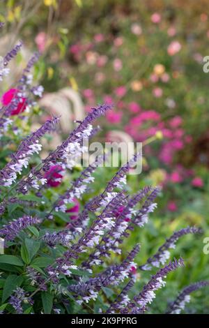 Coloratissimi fiori porpora e bianchi a gambo lungo Phyllis Fancy salvia, fotografati in autunno a Wisley, Surrey UK. Foto Stock