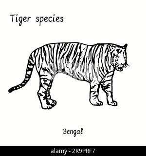 Collezione di specie di tigre, vista laterale in piedi, Bengala. Disegno a losco bianco e nero a inchiostro. Foto Stock