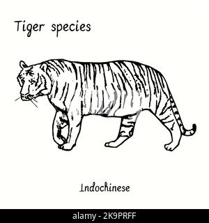 Collezione di specie di tigre, vista laterale in piedi, Indochinese. Disegno a losco bianco e nero a inchiostro. Foto Stock