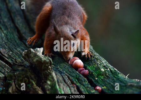 Scoiattolo rosso scozzese (Sciurus vulgaris) Foto Stock