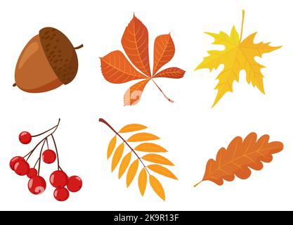 Set di coloratissime foglie di acero autunnale e quercia, viburnum e ghiande e foglie su un ramoscello. Illustrazione in stile semplice piatto. L'elemento vettoriale per la progettazione è Illustrazione Vettoriale