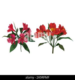 Rosso Alstroemeria, fiore tropicale, giglio peruviano, illustrazione vettoriale. Illustrazione Vettoriale