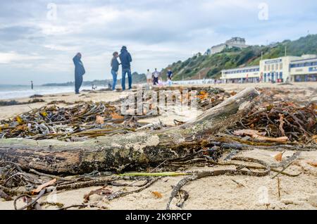 Inquadratura ad angolo basso, con vista sulle alghe e sul driftwood sulla spiaggia di Bournemouth. Foto Stock