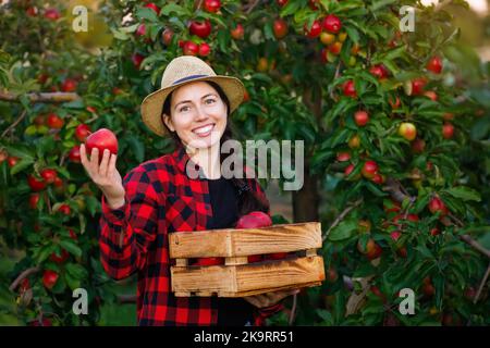 felice giovane donna giardiniere con cassa di mele rosse in frutteto Foto Stock