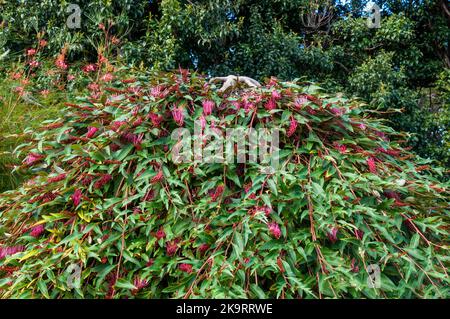 Sydney Australia, un arbusto di Gevillea 'poorinda Royal mantle' con fiori rosa luminosi Foto Stock