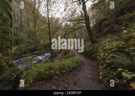 Sentiero escursionistico attraverso la lussureggiante foresta a Bridal Veil Falls, Columbia River Gorge, Oregon Foto Stock