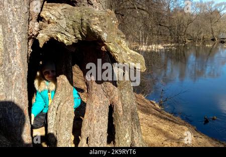 Enormi radici di alberi sporgono sulla riva del fiume Foto Stock