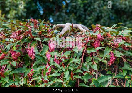 Sydney Australia, un arbusto di Gevillea 'poorinda Royal mantle' con fiori rosa luminosi Foto Stock