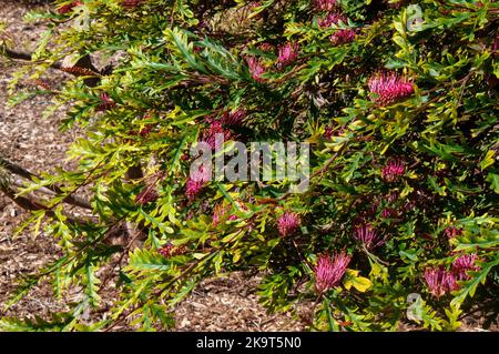 Sydney Australia, un arbusto di Gevillea 'poorinda Royal mantle' con fiori rosa luminosi Foto Stock