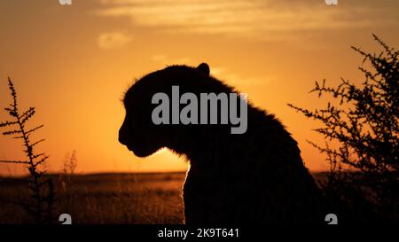 Una foto al tramonto di un ghepardo, fotografata in un safari in Sud Africa Foto Stock