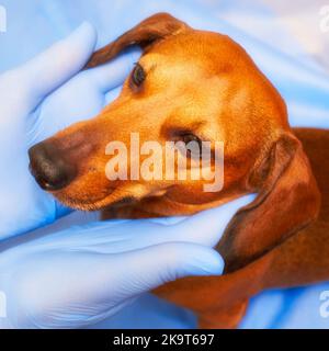 Esame di un cane in una clinica veterinaria. Le mani del veterinario in guanti tenere la testa del cane. Filtro morbido utilizzato sull'immagine Foto Stock