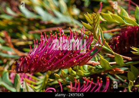 Sydney Australia, un arbusto gevillea 'poorinda Royal mantle' con fiori rosa-viola luminosi Foto Stock