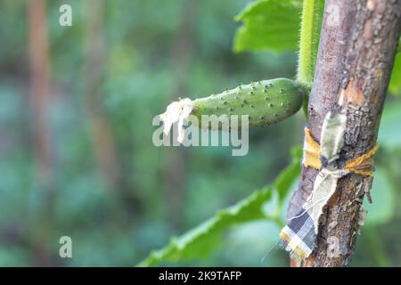 Macrofo della piantagione di cetrioli che ha iniziato a crescere. Foto Stock