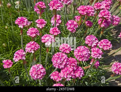 Armeria maritima, Rosa Mare, Trift Foto Stock