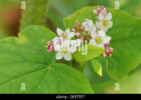 Primo piano dettagliato su una fioritura rosa bianca fiore di grano saraceno comune, Fagopyrum esculentum Foto Stock