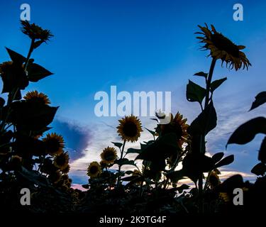 Campo di girasole (Helianthus annuus) in silhouette contro un colorato cielo azzurro con spazio negativo. Foto Stock