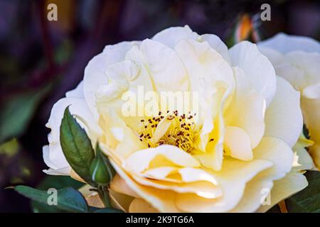 Bella rosa gialla completamente aperta con sfondo bokeh. Foto Stock