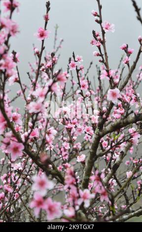 Fiorire completamente fiori di pesca nel mezzo del cielo nebbioso con sfondo di risaie a Sapa, Vietnam Foto Stock