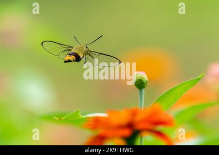 Primo piano di una bella farfalla (Pellucid Hawk Moth) seduta un congedo / fiore durante la primavera in una giornata di sole Foto Stock