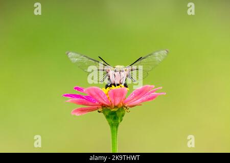 Primo piano di una bella farfalla (Pellucid Hawk Moth) seduta un congedo / fiore durante la primavera in una giornata di sole Foto Stock