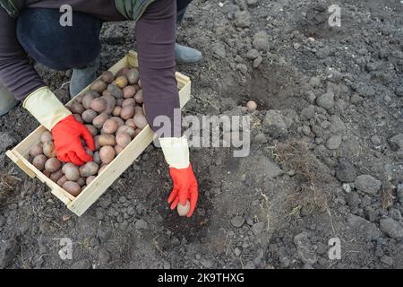 Una donna in guanti protettivi rossi mette una patata in un buco con fertilizzante. Patate che piantano. Spazio per il testo. SDOF Foto Stock