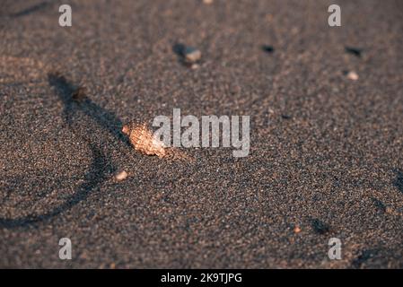 Primo piano di Seashell si trova su Sandy Beach con ciottoli al tramonto, Moraitika, Corfù, Grecia Foto Stock