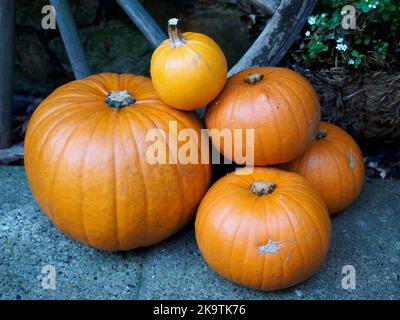 Mucchio di zucche sul pavimento Foto Stock