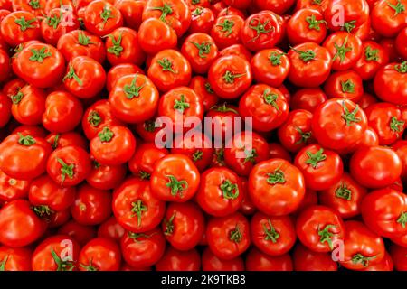 Frutti di pomodoro lucenti con foglie verdi sono disposti in molti pezzi sul banco Foto Stock